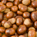 Kestane